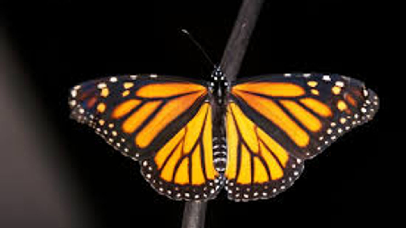Demo 1 Butterfly murrine